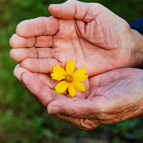 Flower in hands